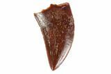 Serrated, Raptor Tooth - Excellent Tooth #125974-1